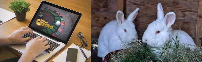 Een man die in een online casino speelt op een laptop en twee witte konijnen
